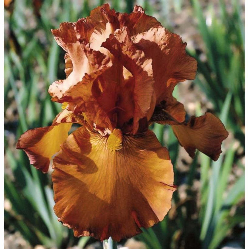 Iris germanica Cable Car - Penny a Pinch (Flowering)
