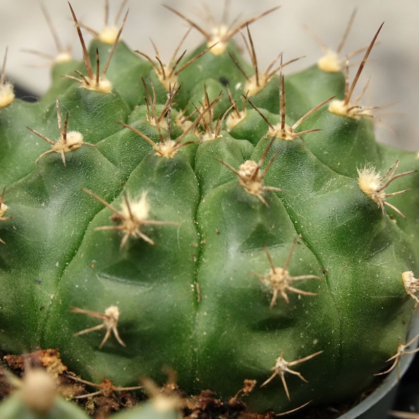 Cactus araignée - Gymnocalycium baldianum (Feuillage)