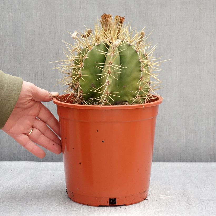 Example of Cactus - Astrophytum ornatum Pot de 4L/5L, 16/18 diamètre as you get in hiver