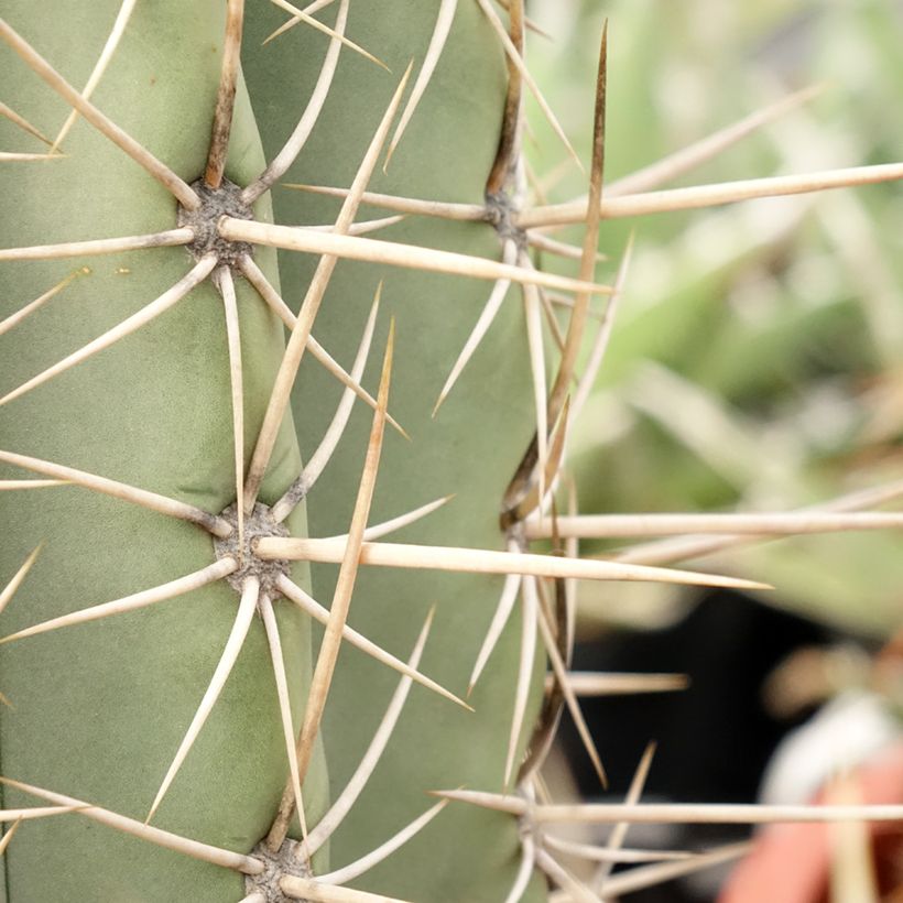 Cactus candélabre - Echinopsis pasacana (Foliage)