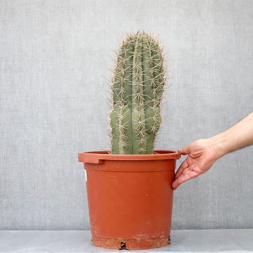 Example of Cactus candélabre - Echinopsis pasacana Pot de 12L/15L as you get in printemps