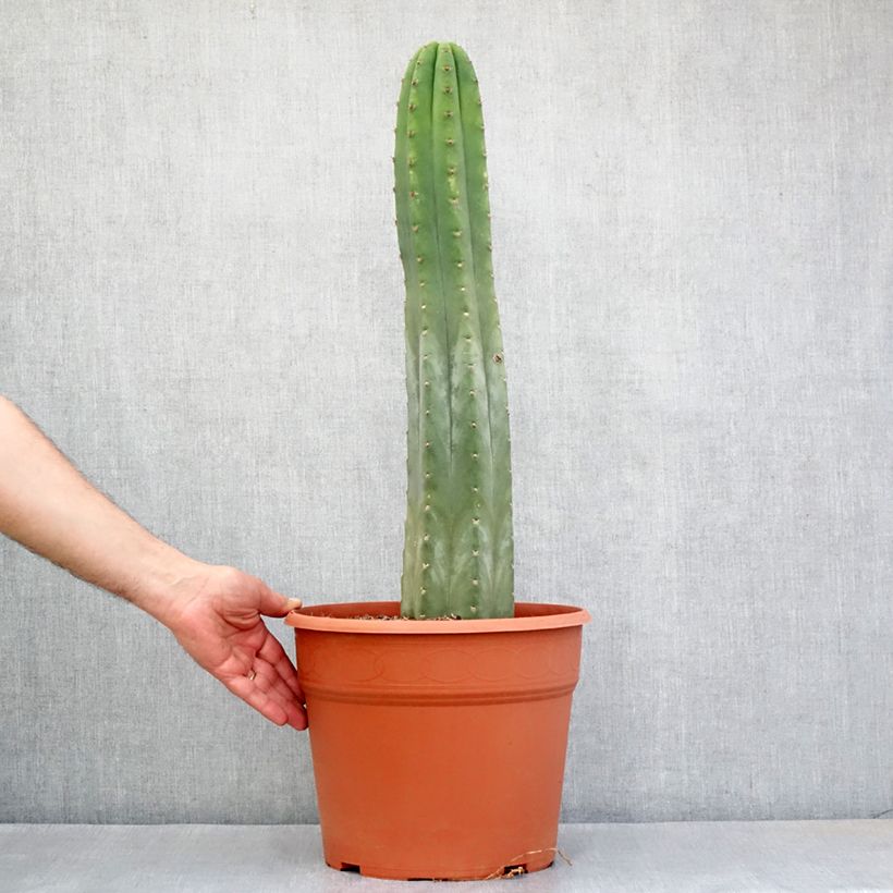 Example of Cactus de San Pedro - Trichocereus pachanoi Pot de 12L/15L as you get in printemps
