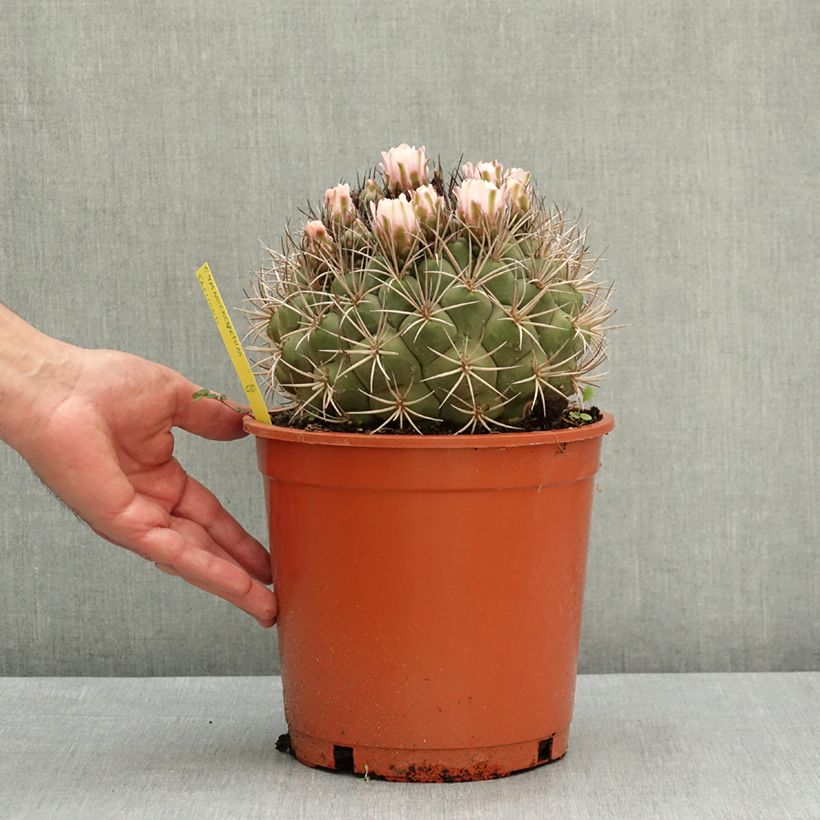 Spécimen de Cactus - Gymnocalycium saglionis Pot de 4L/5L, 16/18 diamètre tel que livré au printemps
