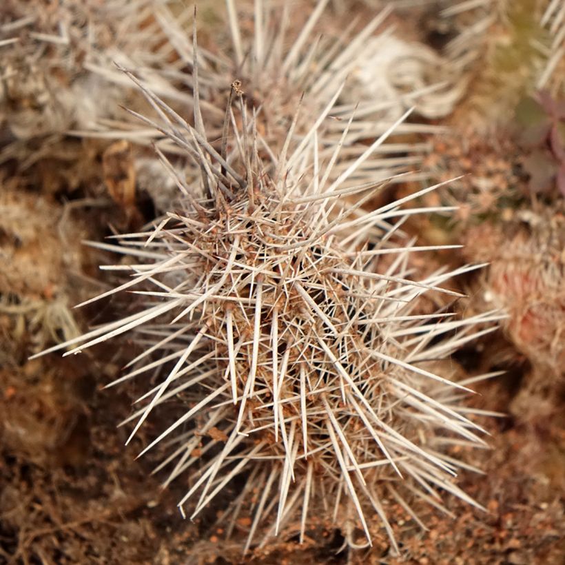 Cactus - Lobivia cardenasiana (Foliage)