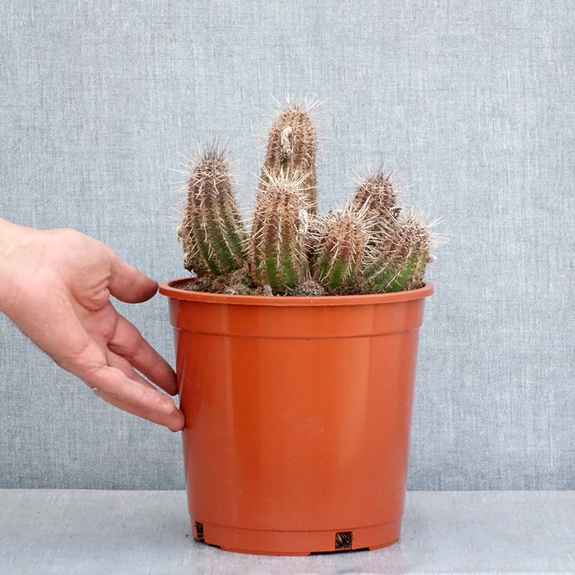Example of Cactus - Lobivia cardenasiana Pot de 4L/5L, 18/20 diamètre as you get in printemps