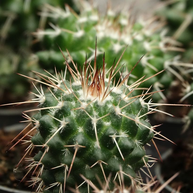 Cactus - Mammillaria baxteriana (Feuillage)