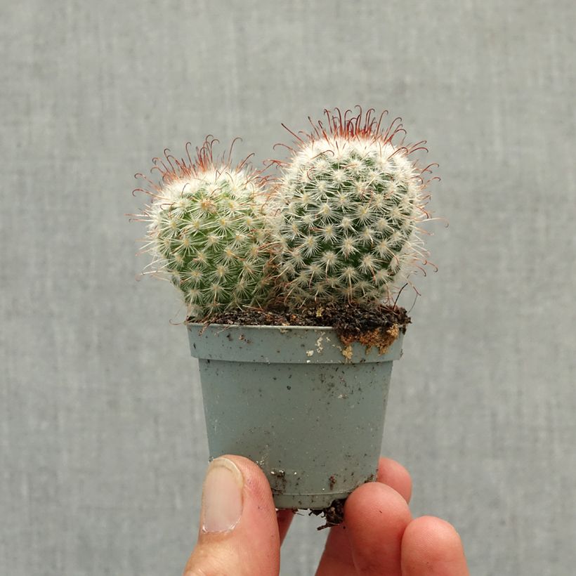 Spécimen de Cactus - Mammillaria bombycina Mini-plante tel que livré au printemps