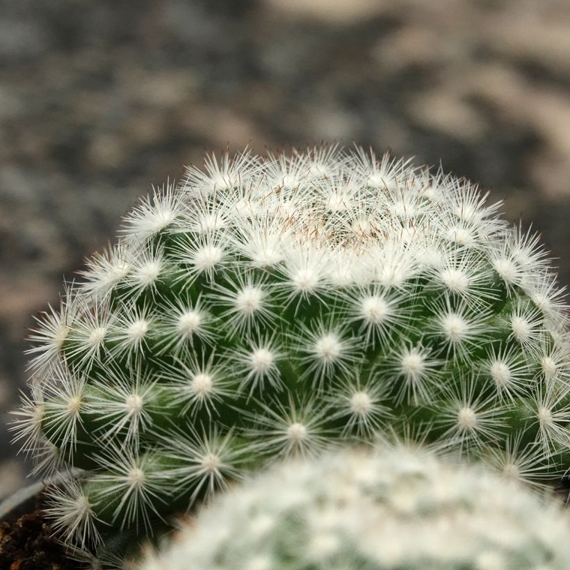 Cactus - Mammillaria candida (Feuillage)