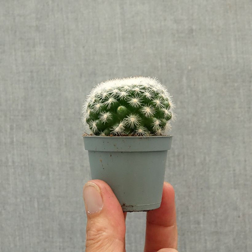 Spécimen de Cactus - Mammillaria candida Mini-plante tel que livré au printemps