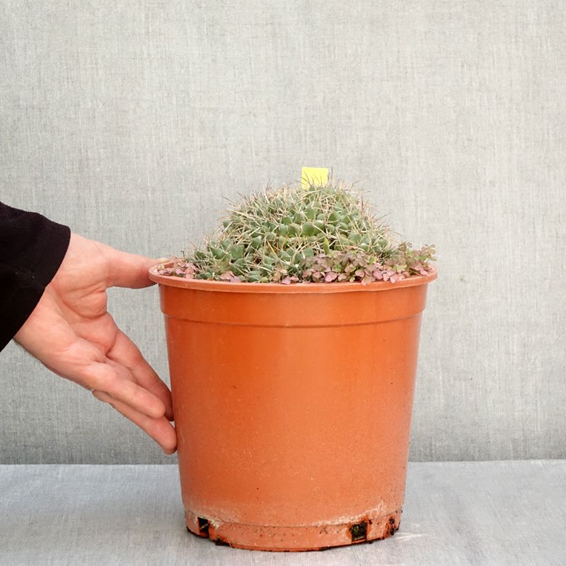 Spécimen de Cactus - Mammillaria compressa Pot de 4L/5L, 15/18 diamètre tel que livré en automne