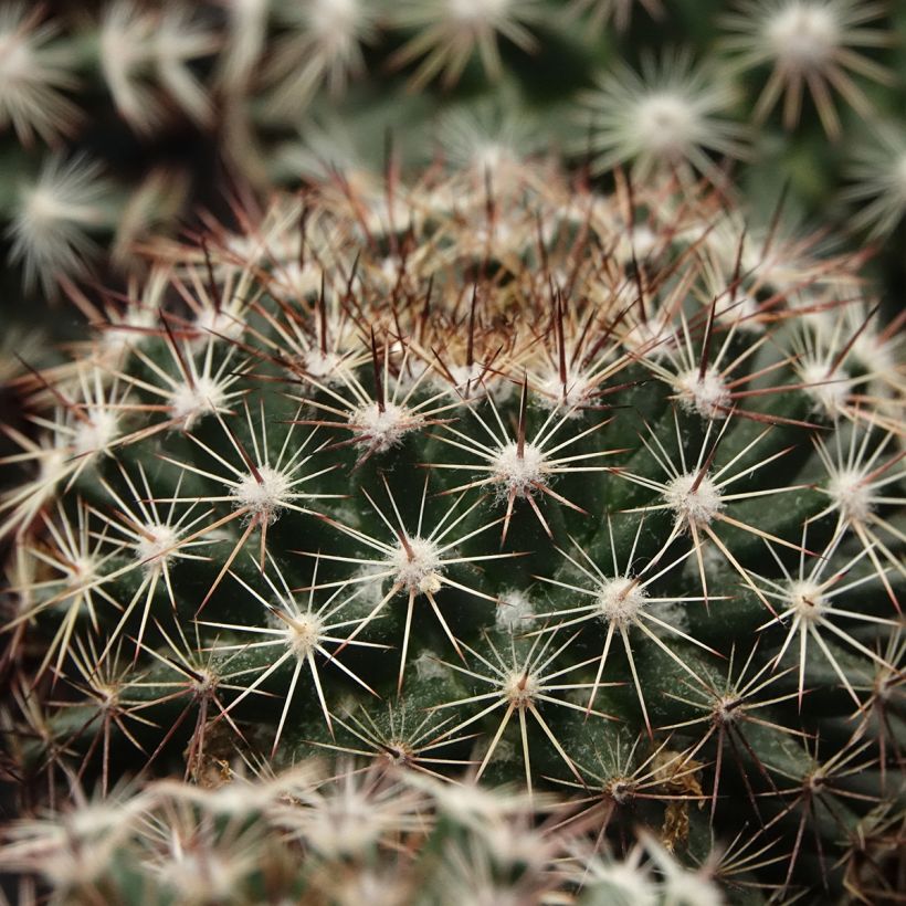 Cactus - Mammillaria heyderi (Feuillage)