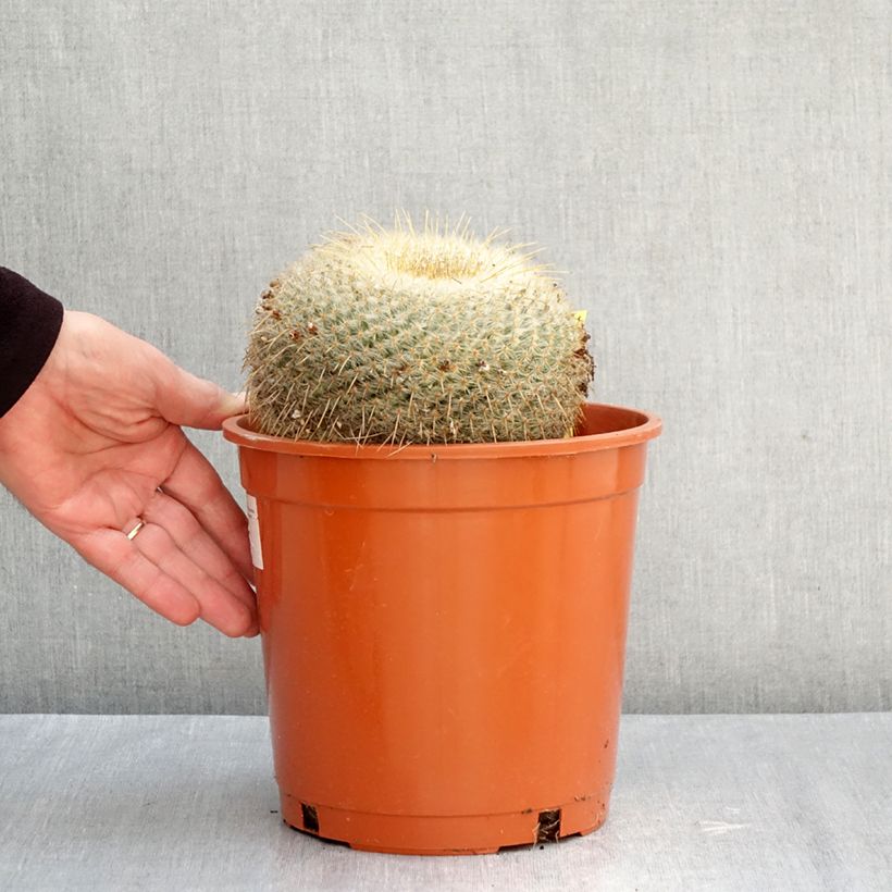 Spécimen de Cactus - Mammillaria muehlenpfordtii Pot de 4L/5L, 15/16 diamètre tel que livré en automne