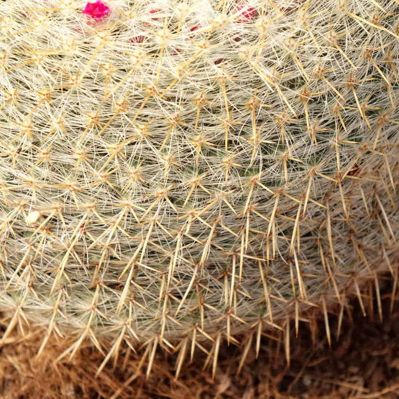 Cactus - Mammillaria muehlenpfordtii (Feuillage)