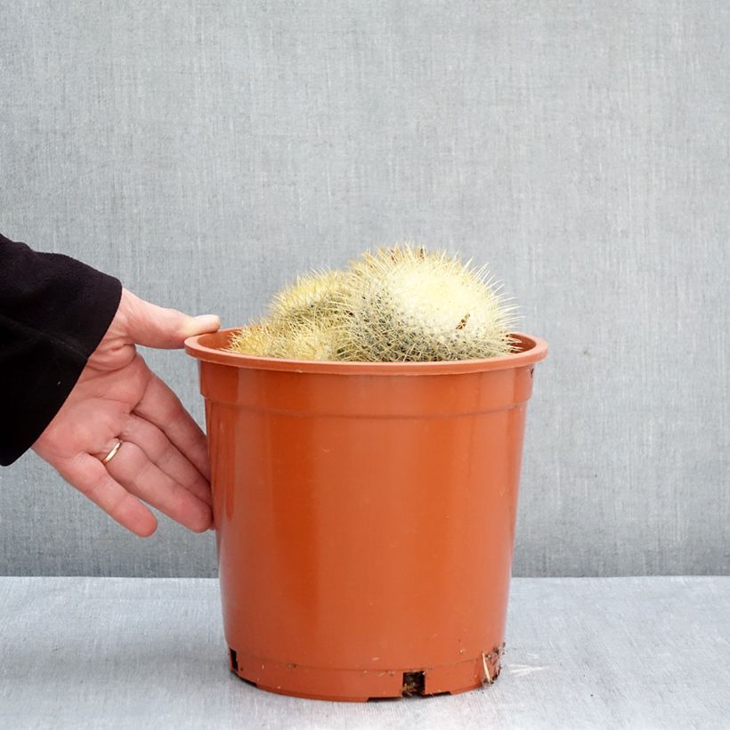 Spécimen de Cactus - Mammillaria pringlei Pot de 4L/5L, 18/20 diamètre tel que livré en automne
