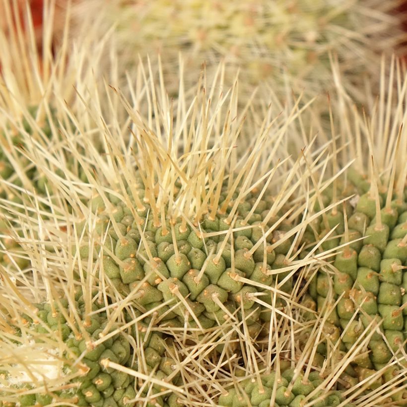 Cactus - Mammillaria Un Pico (Feuillage)