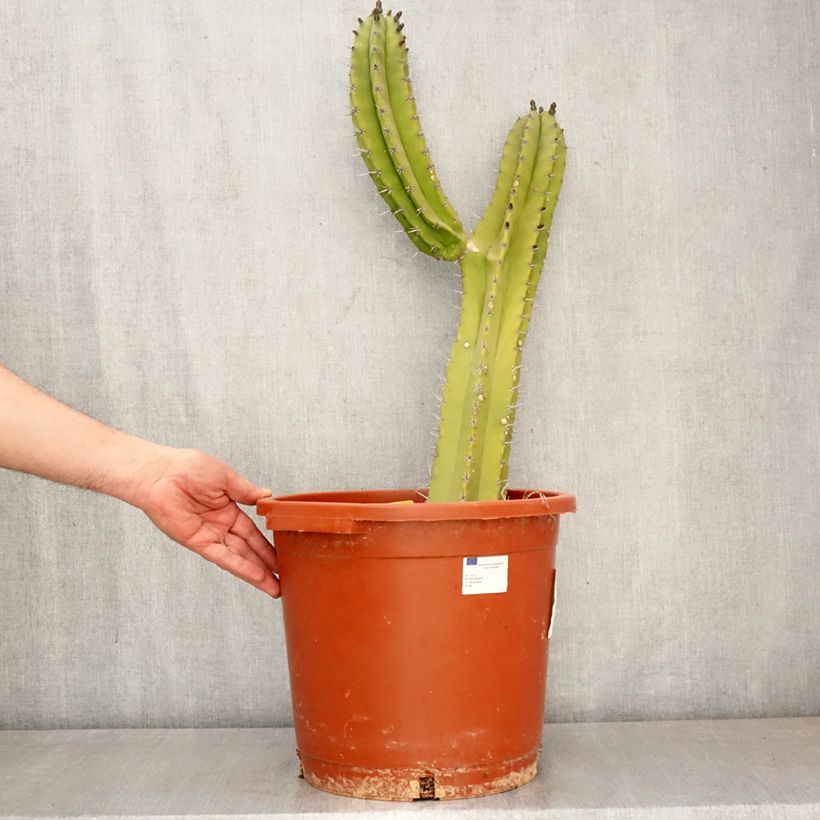 Spécimen de Cactus - Polaskia chende Pot de 12L/15L tel que livré au printemps