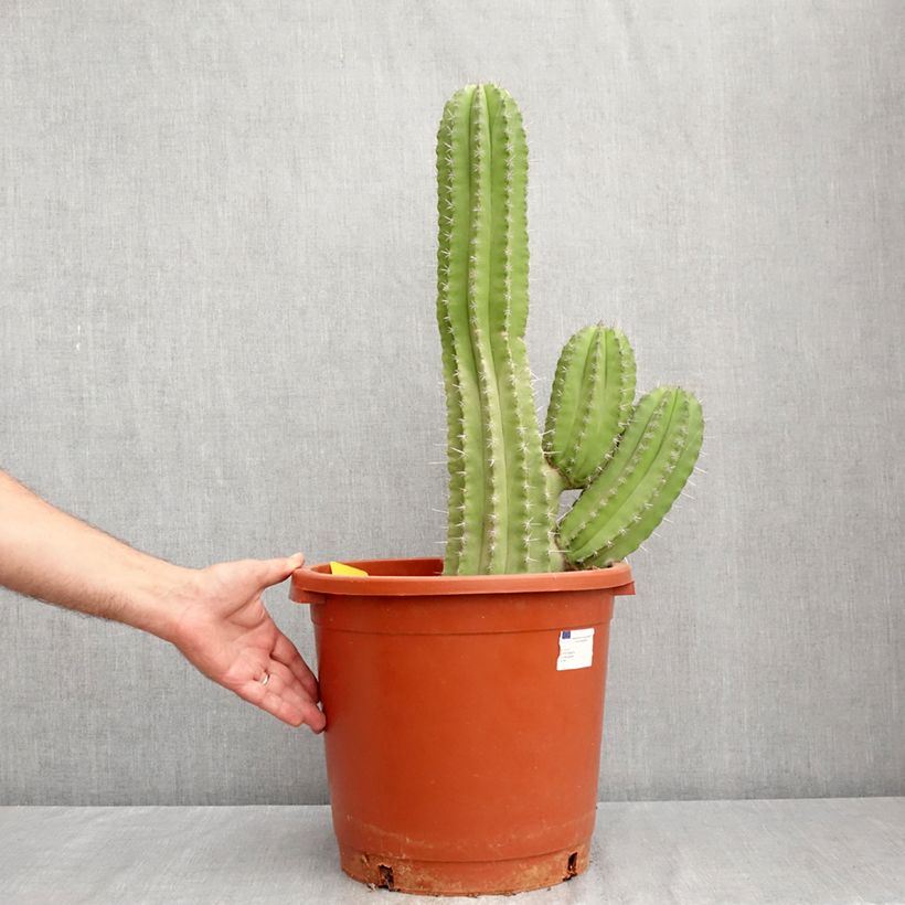 Spécimen de Cactus - Polaskia chichipe Pot de 12L/15L tel que livré en été