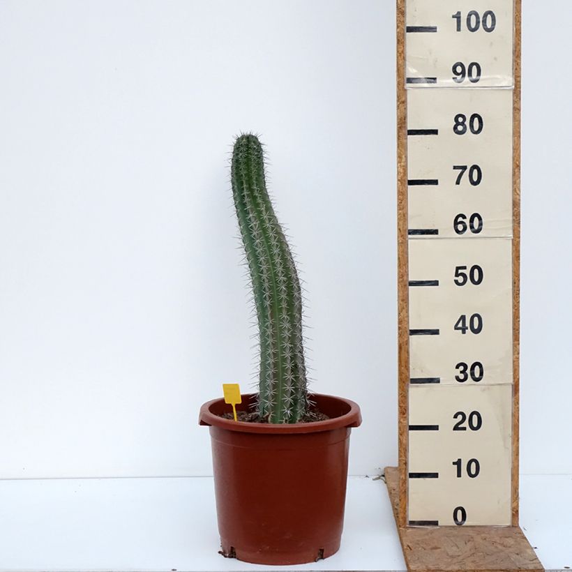Spécimen de Cactus - Stenocereus griseus Pot de 12L/15L tel que livré en automne