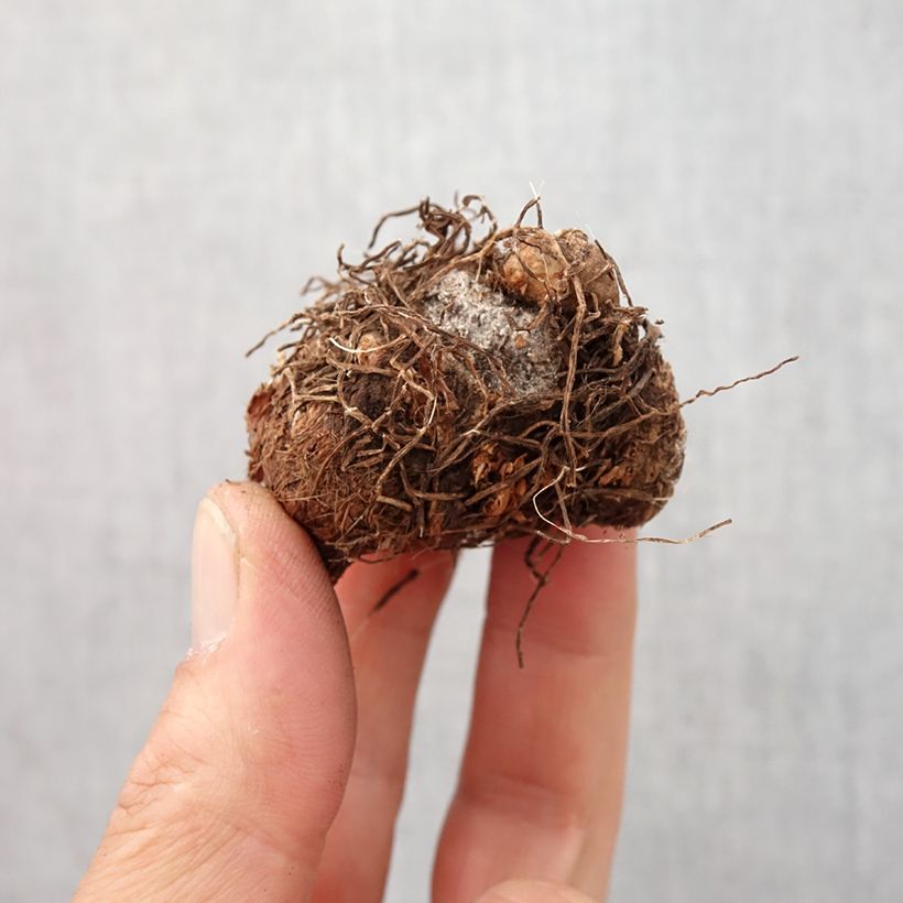 Spécimen de Caladium Aaron Bulbe calibre I tel que livré au printemps