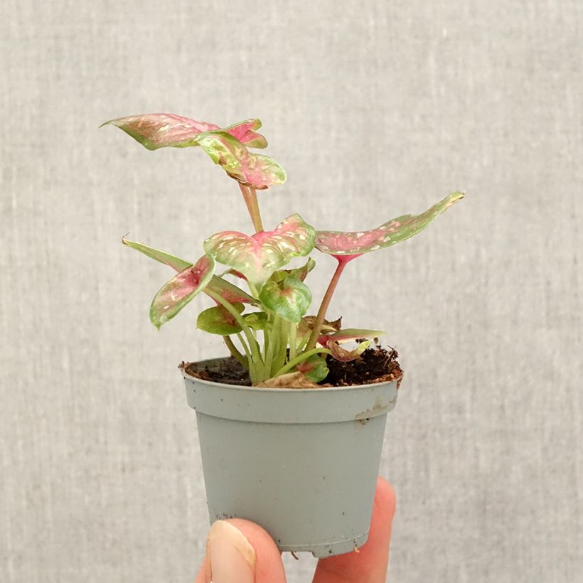 Spécimen de Caladium Casey Mini-plante tel que livré en automne