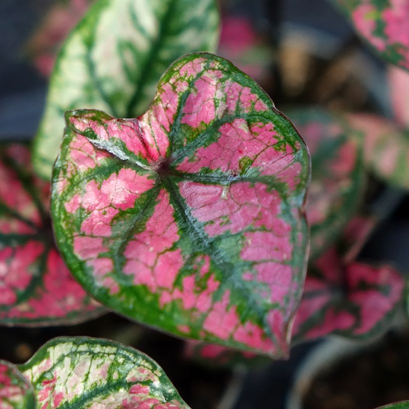 Caladium Purple Light (Feuillage)