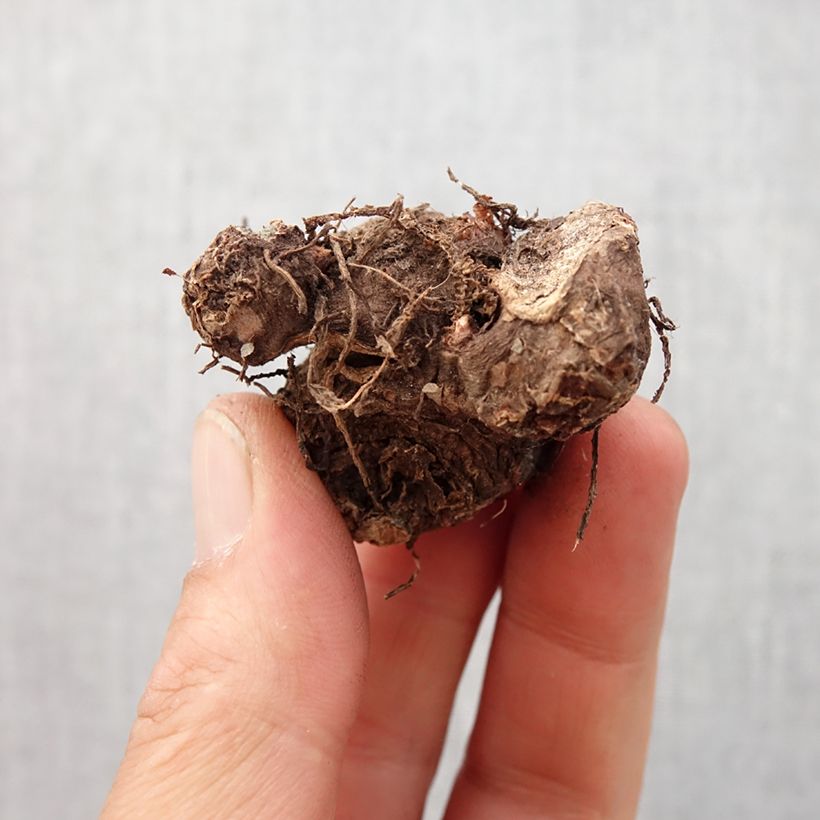 Spécimen de Caladium Red Flash Bulbe calibre I tel que livré au printemps