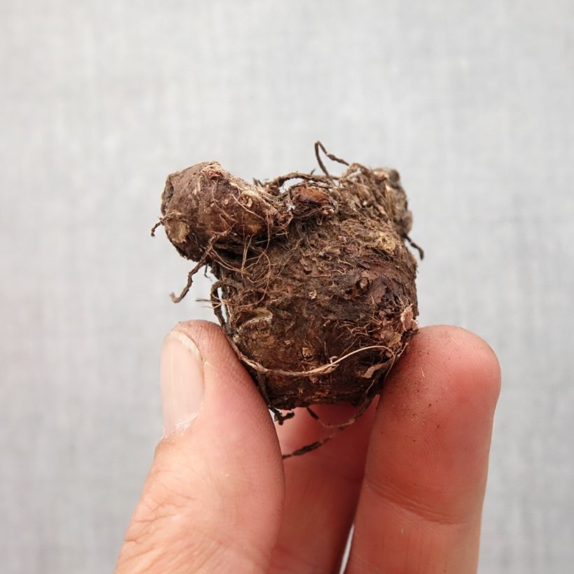 Spécimen de Caladium White Queen Bulbe calibre I tel que livré au printemps