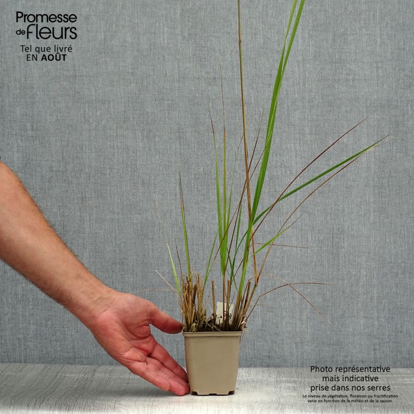 Spécimen de Calamagrostis acutiflora Avalanche - Calamagrostide Godet de 8/9 cm tel que livré en été