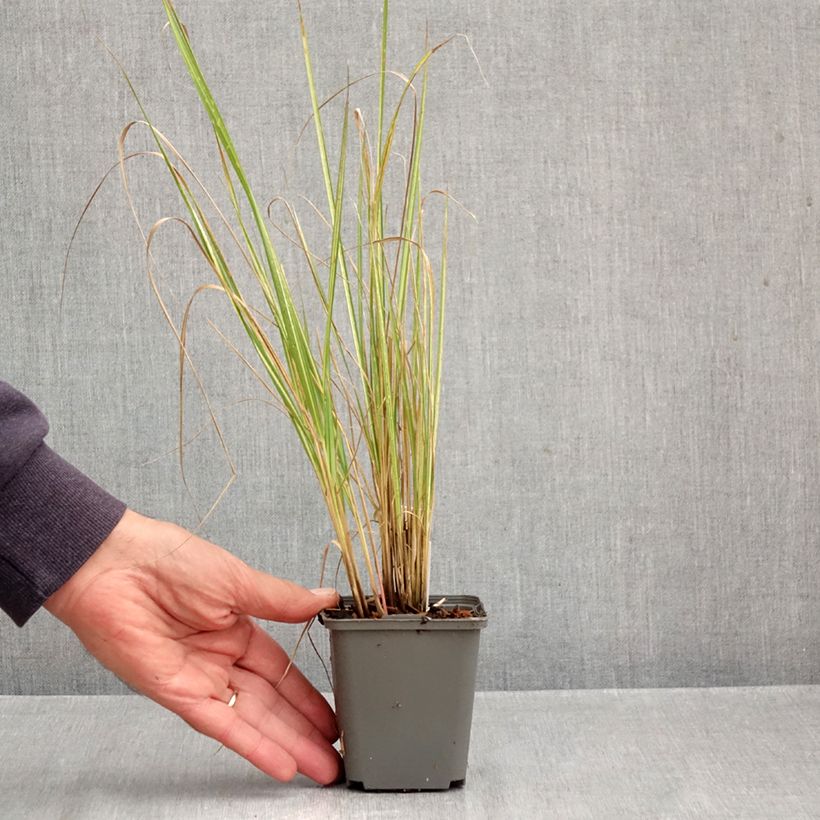 Spécimen de Calamagrostis acutiflora Eldorado Godet de 8/9 cm tel que livré en automne