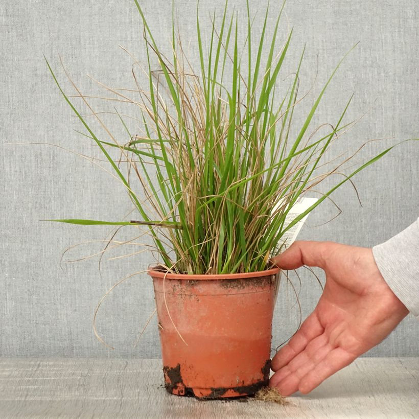 Example of Calamagrostis acutiflora Waldenbuch Pot de 1L/1,5L as you get in printemps