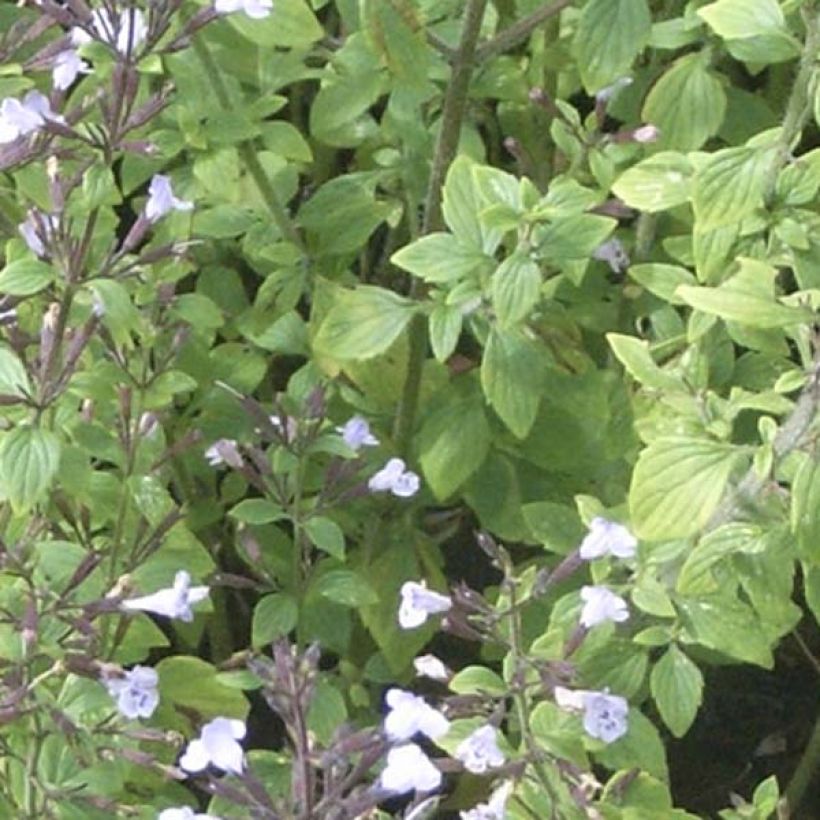 Calamintha nepeta - Calament (Foliage)