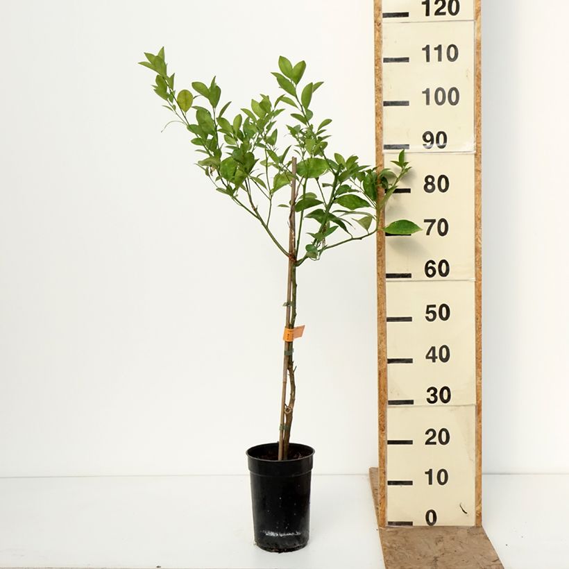 Spécimen de Calamondin - Citrus madurensis (mitis) Pot de 3L/4L, Touffe tel que livré en hiver