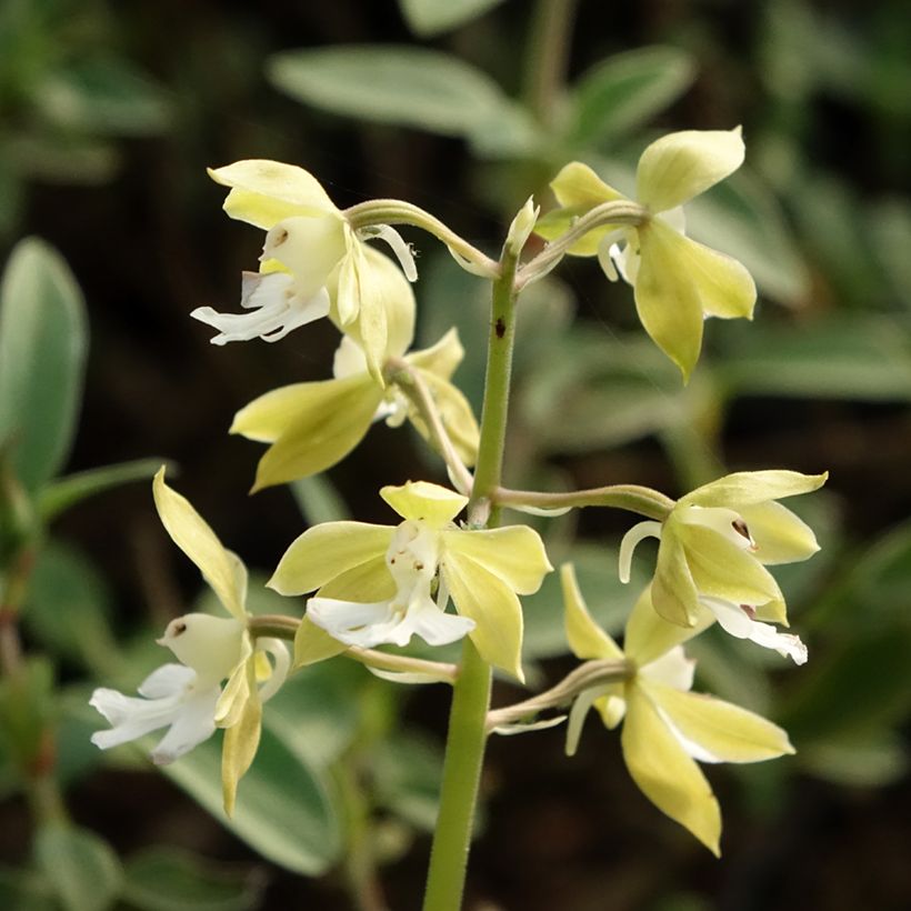 Calanthe discolor (Floraison)