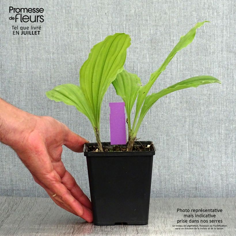 Spécimen de Calanthe Olive Green - Orchidée vivace Pot de 1,5L/2L tel que livré en été