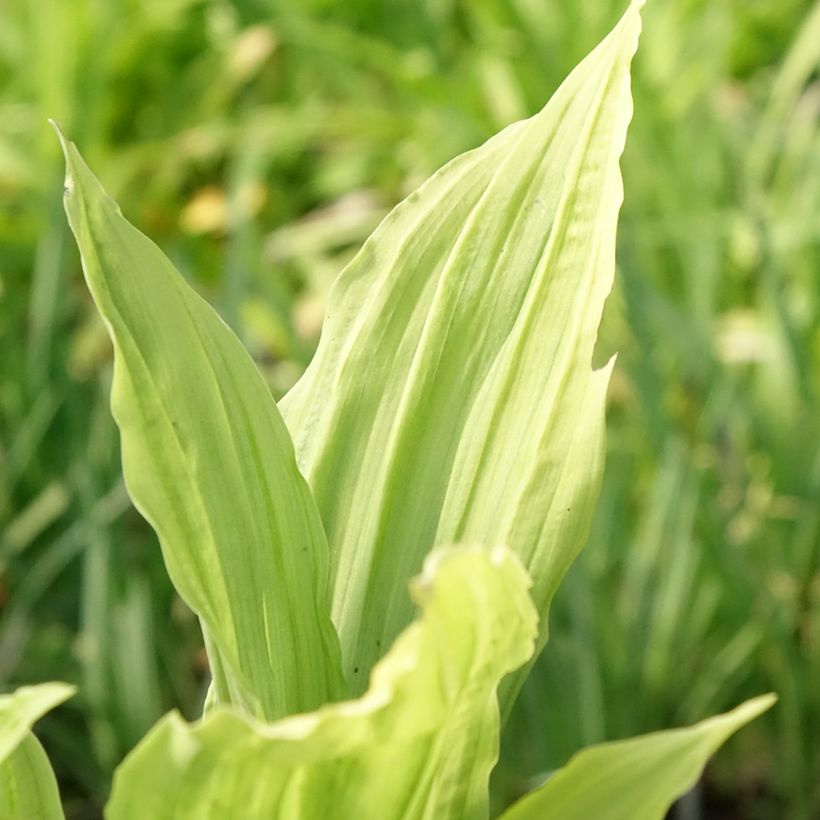 Calanthe Pink & Cream - Orchidée vivace (Feuillage)