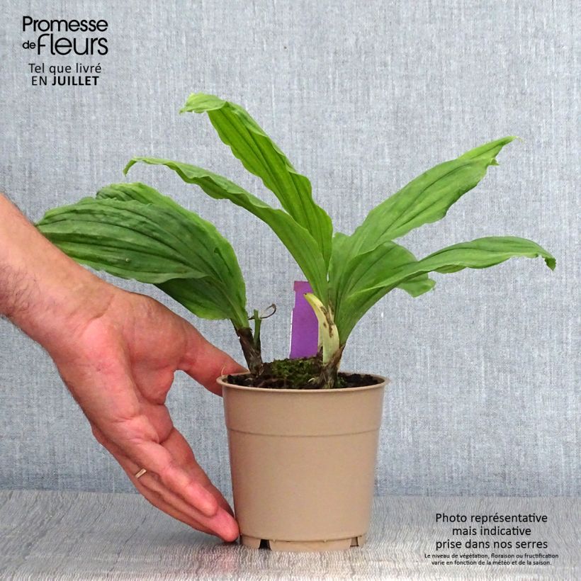 Spécimen de Calanthe Pink & Cream - Orchidée vivace Pot de 1,5L/2L tel que livré en été