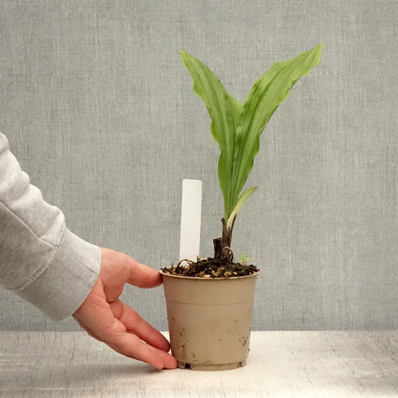 Spécimen de Calanthe sieboldii Light - Orchidée de jardin Pot de 1L/1,5L tel que livré en été
