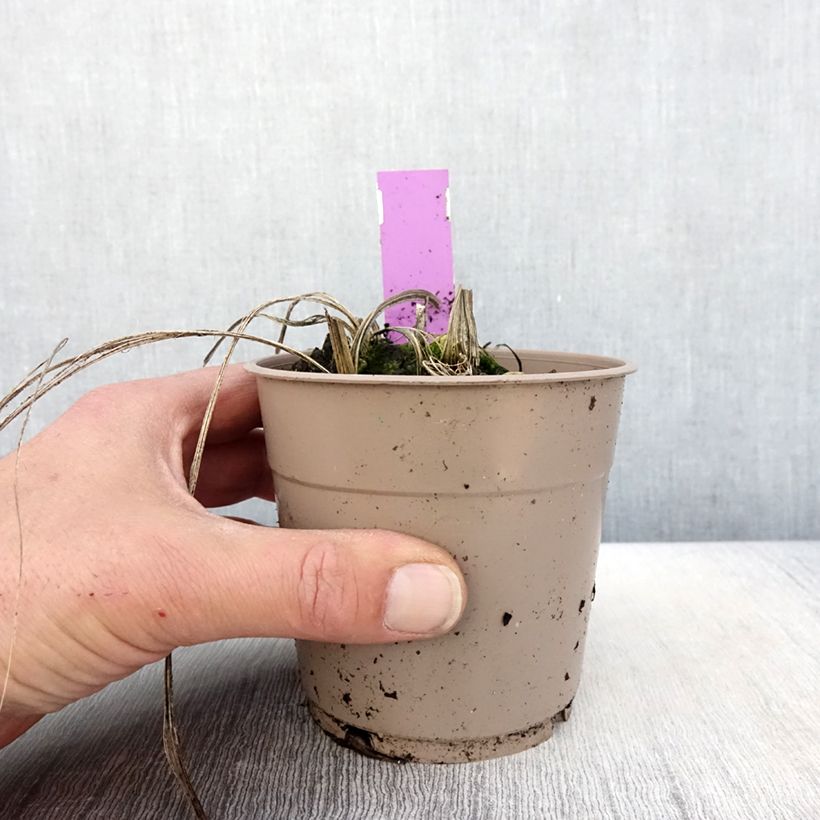 Spécimen de Calanthe tricarinata - Orchidée vivace Pot de 1L/1,5L calibre I tel que livré au printemps