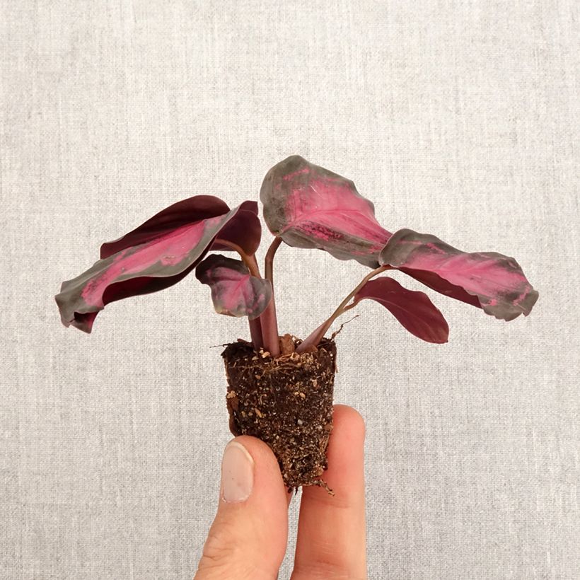 Example of Calathea Crimson Mini-plante as you get in printemps