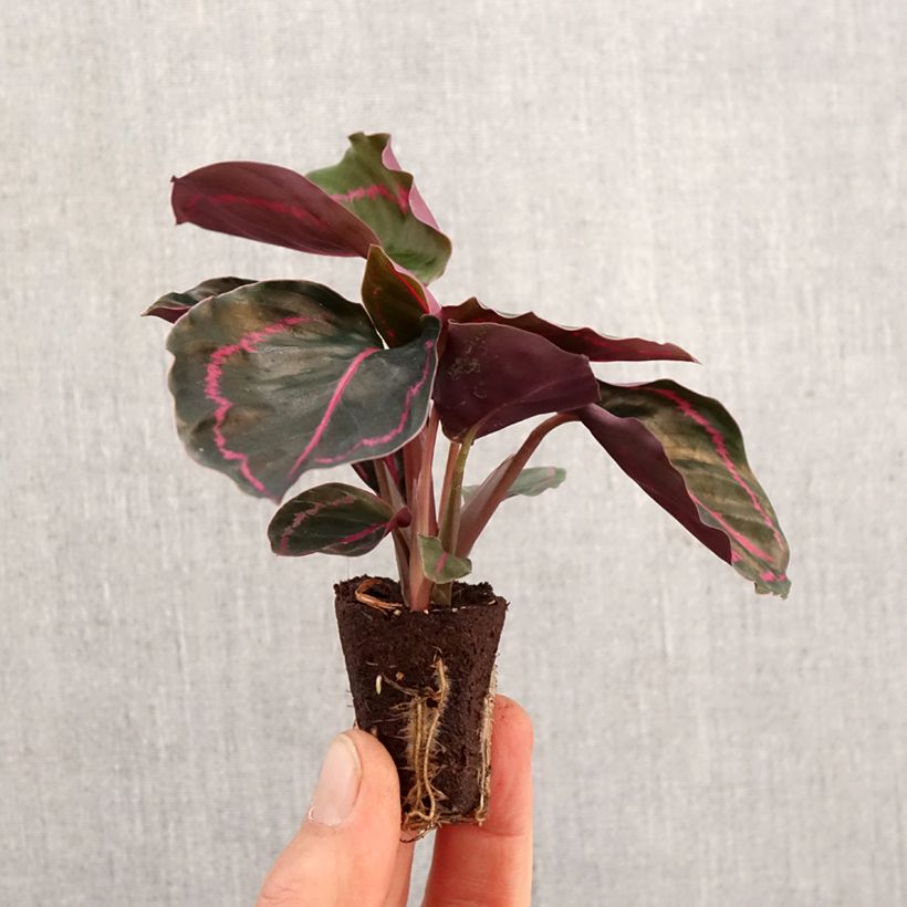 Example of Calathea Dottie Mini-plante as you get in printemps