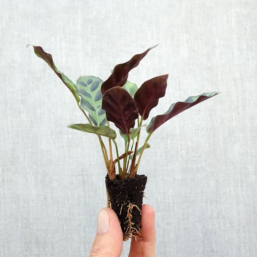 Example of Calathea insignis Mini-plante as you get in automne