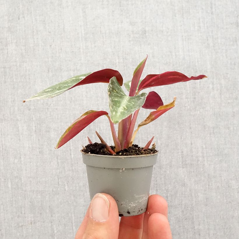 Example of Calathea Magic Star Mini-plante as you get in printemps