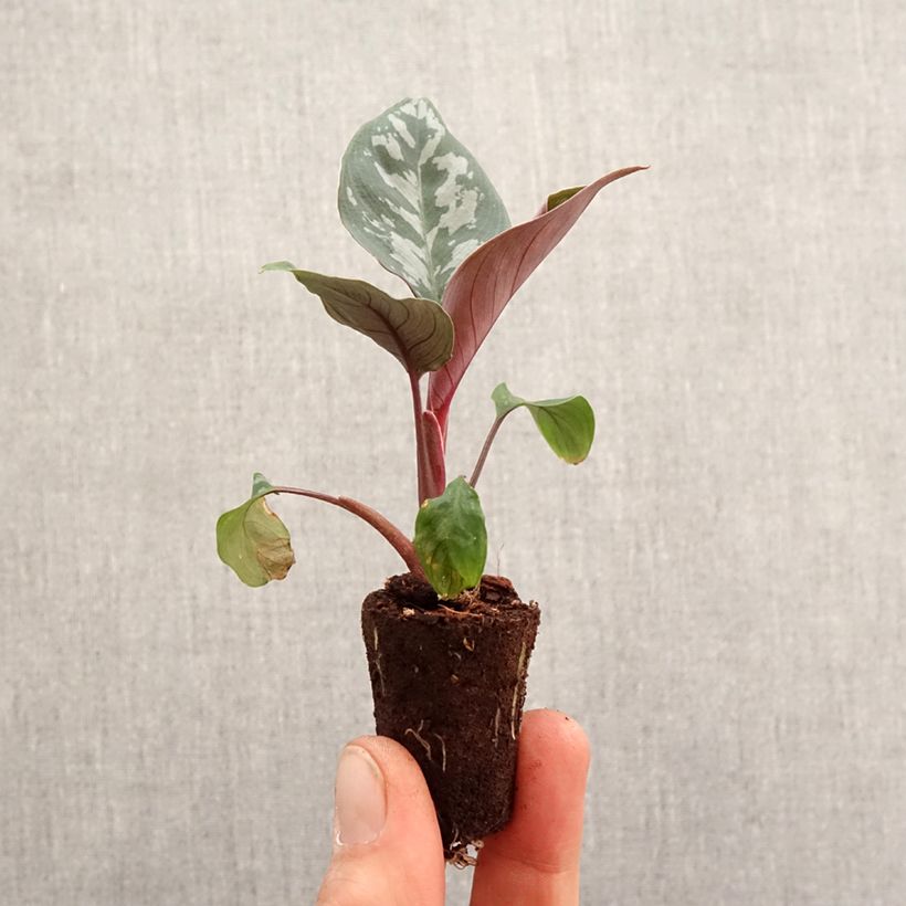 Example of Calathea Maui Queen Mini-plante as you get in printemps