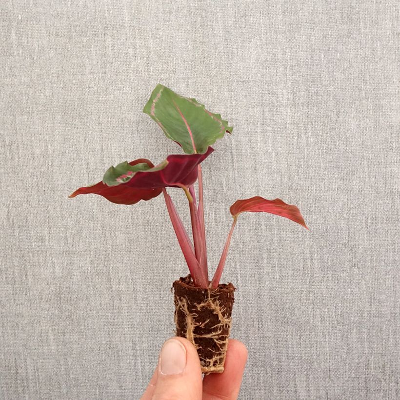 Example of Calathea Medallion Mini-plante as you get in printemps