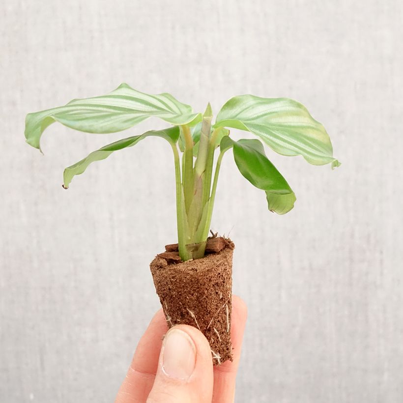 Example of Calathea orbifolia Mini-plante as you get in printemps