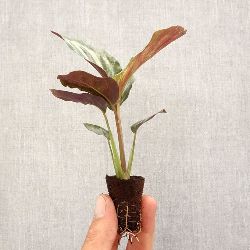 Example of Calathea Peacock Mini-plante as you get in printemps