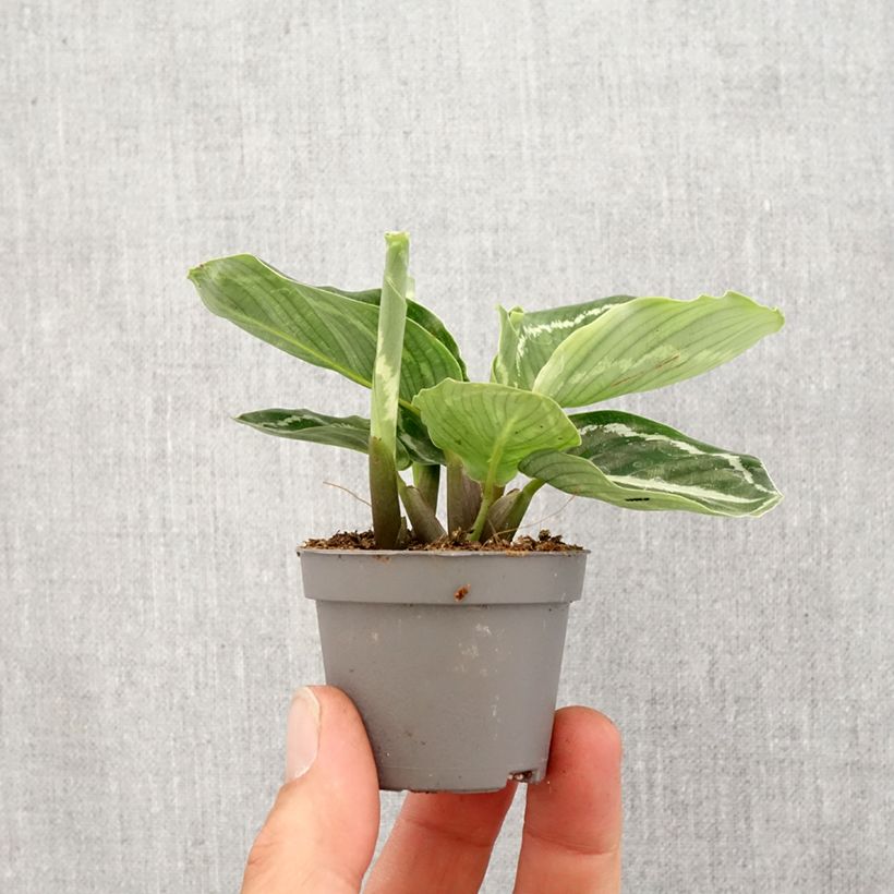 Example of Calathea roseopicta Green Mini-plante as you get in printemps