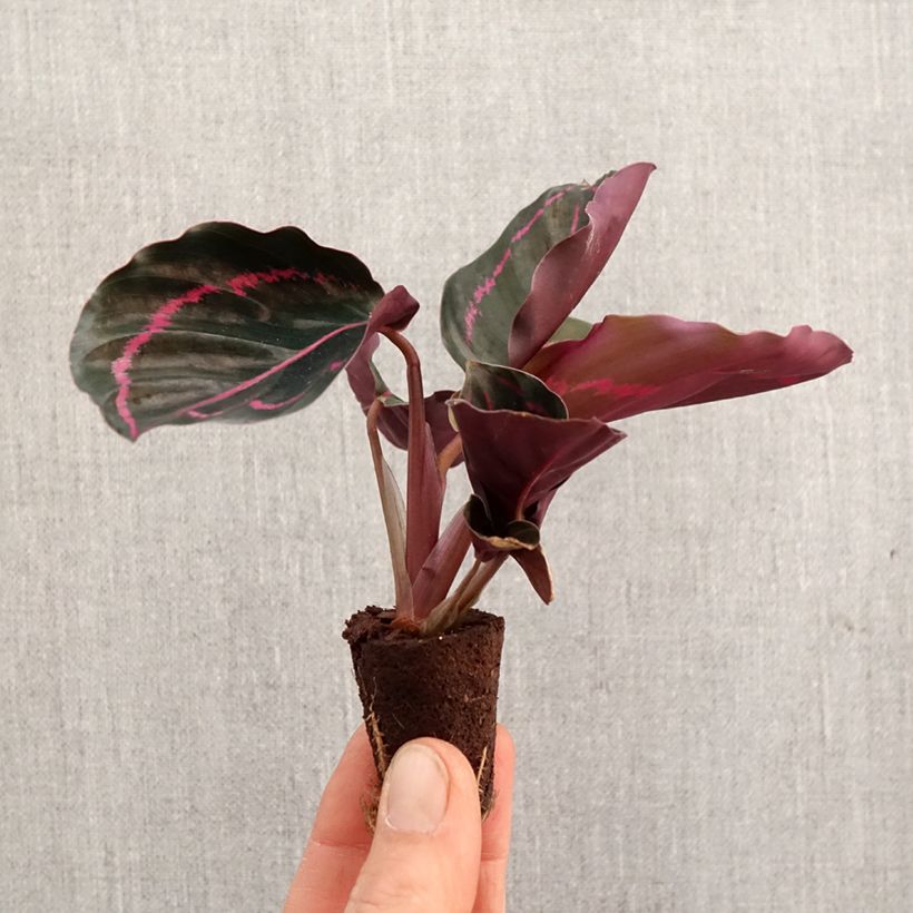 Spécimen de Calathea roseopicta Mini-plante tel que livré au printemps