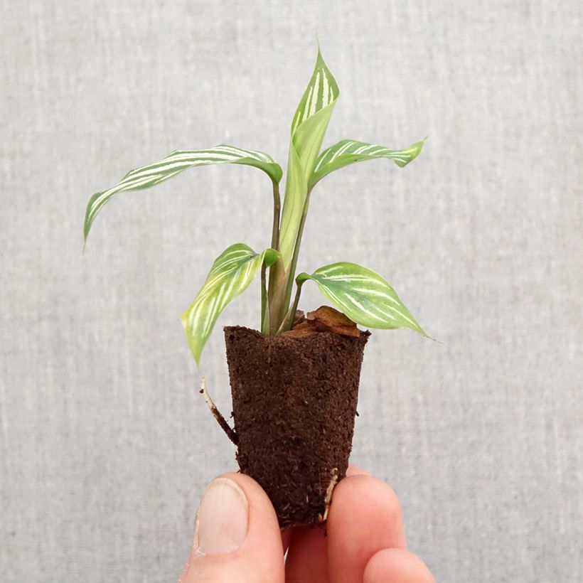 Example of Calathea vittata Mini-plante as you get in printemps