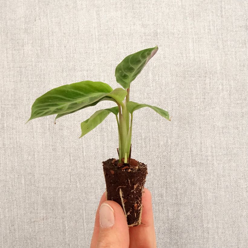 Spécimen de Calathea warscewiczii Mini-plante tel que livré au printemps